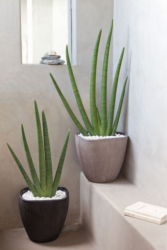 L'aloe Vera pour décorer une salle de douche