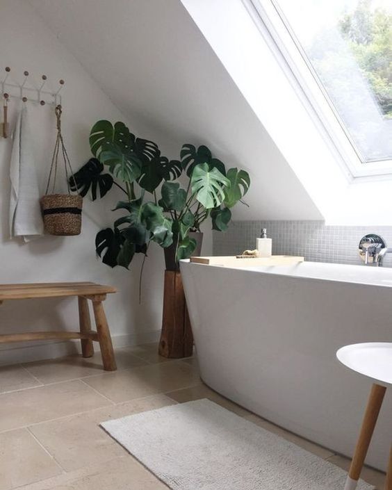 La monstera , une plante pour décorer la salle de bain