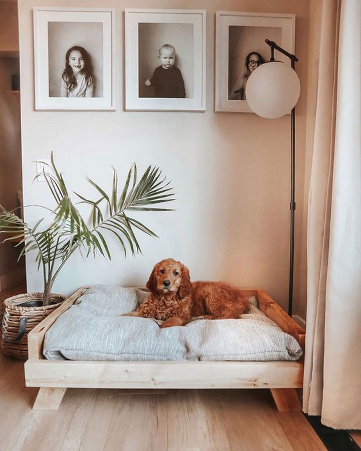 Aménagement intérieur : Quel mobilier design choisir pour son chien ? -  Aménagements